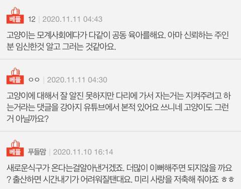 임신 후 고양이가 변했어요.jpg