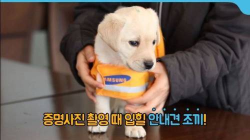안내견 증명사진 찍는 날