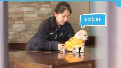 안내견 증명사진 찍는 날