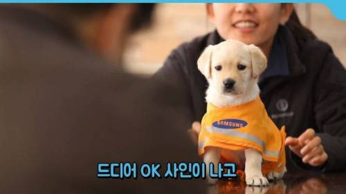 안내견 증명사진 찍는 날
