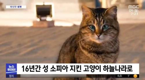 16년간 성 소피아 지킨 고양이.jpg