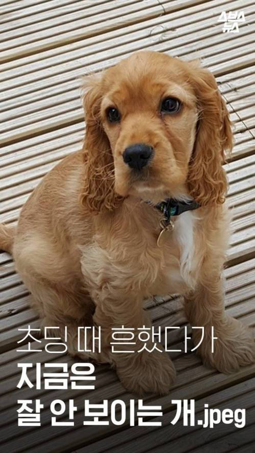 [스압] 특히 한국에서 심한 강아지 유행.jpg