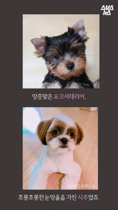 [스압] 특히 한국에서 심한 강아지 유행.jpg