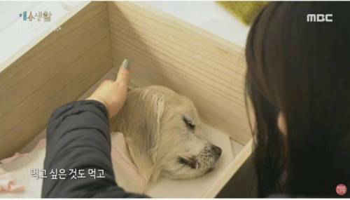 [스압] 반려견의 죽음.jpgif