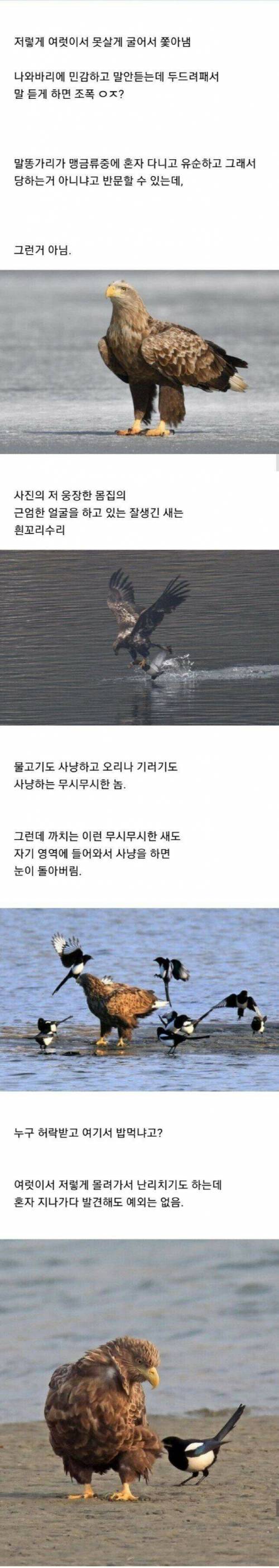[스압] 조류계의 조폭.jpg