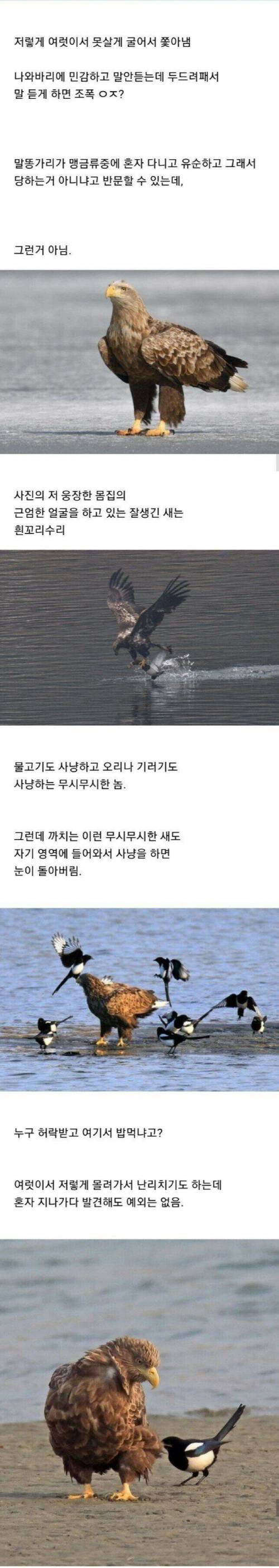 [스압] 조류계의 조폭.jpg