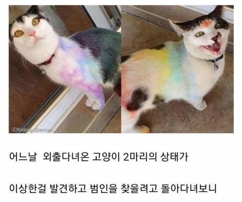 고양이 몸에 낙서하는 동물학대범.jpg