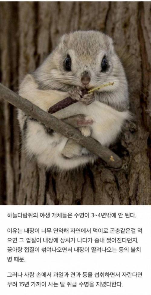 야생 하늘다람쥐의 수명이 짧은 이유.jpg