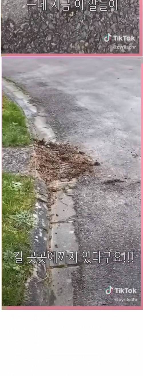 개구리알 대참사.jpg