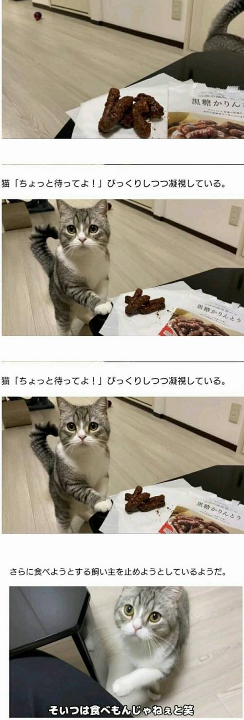 흑당과자를 먹는 집사를 보고 당황한 일본 고양이.jpg