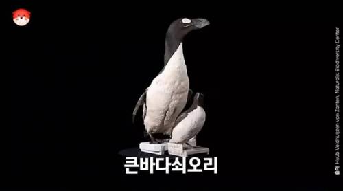 [스압] 펭귄이라는 이름의 원래 주인.jpg