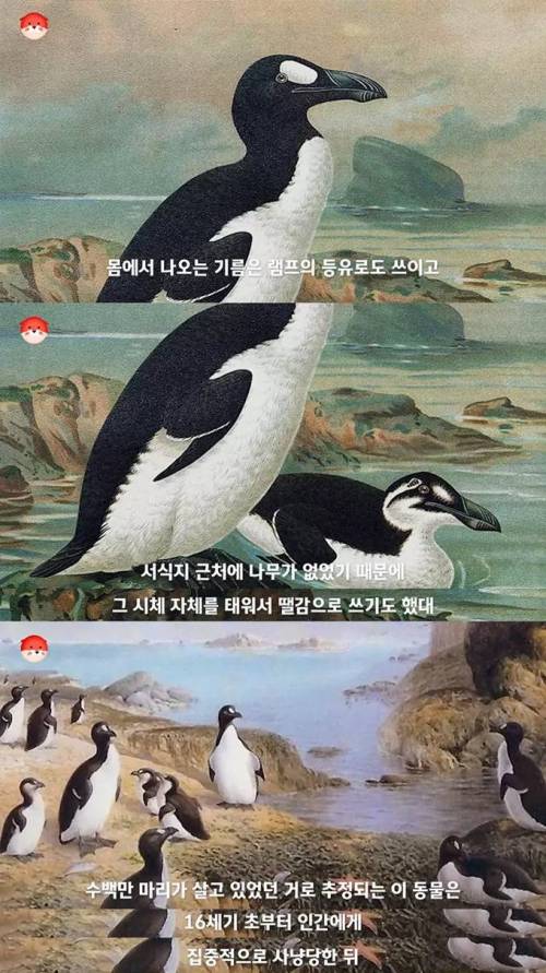 [스압] 펭귄이라는 이름의 원래 주인.jpg