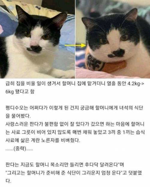 할머니에게 열흘 고양이 맡긴 결과.jpg