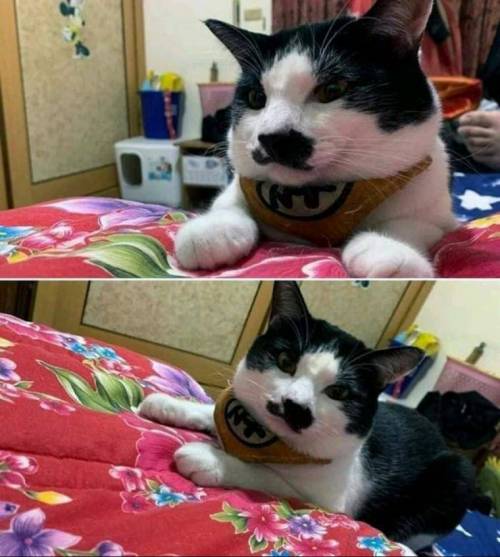 할머니에게 열흘 고양이 맡긴 결과.jpg