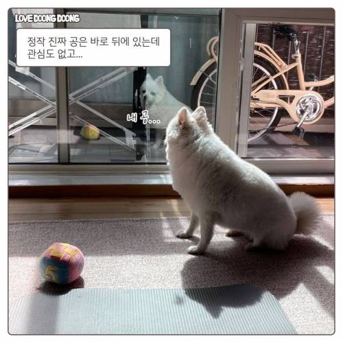 애착공을 잃어버린 커여운 댕댕.manhwa