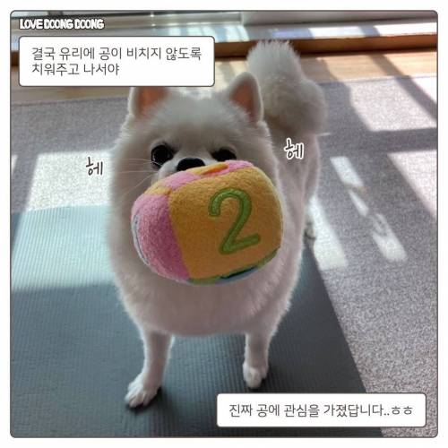 애착공을 잃어버린 커여운 댕댕.manhwa