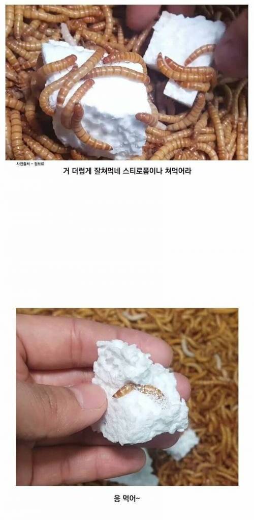 [스압] [혐주의]밀웜의 식성.jpg