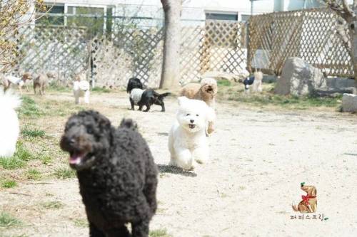 [스압] 강아지 유치원 수학여행 수준.jpg