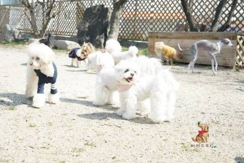 [스압] 강아지 유치원 수학여행 수준.jpg