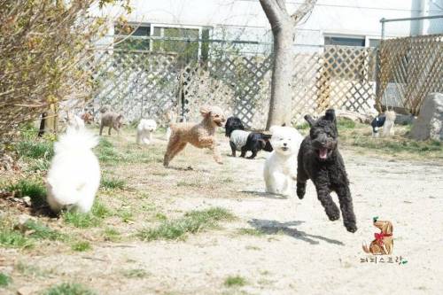 [스압] 강아지 유치원 수학여행 수준.jpg