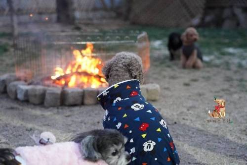 [스압] 강아지 유치원 수학여행 수준.jpg