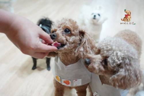 [스압] 강아지 유치원 수학여행 수준.jpg