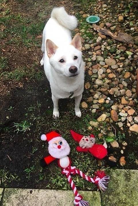 산타 인형이 최애인 강아지가 진짜 산타를 만났을 때