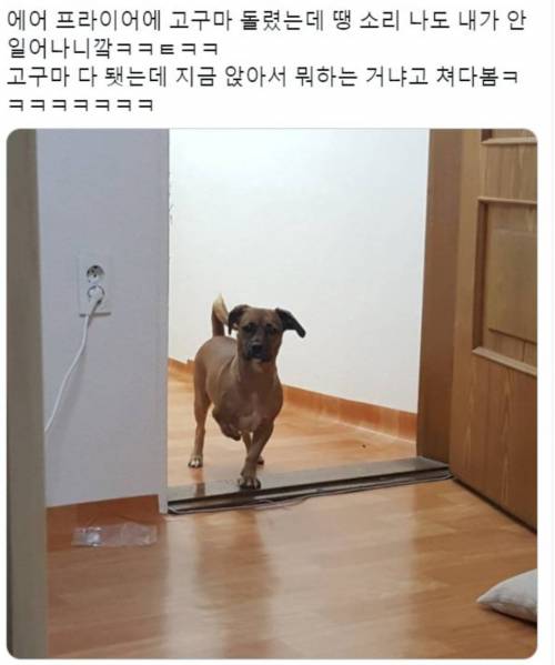 댕댕이가 데리러 옴 .jpg