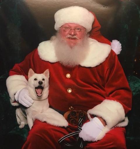 산타 인형이 최애인 강아지가 진짜 산타를 만났을 때