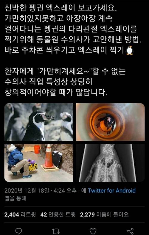 아장아장 걸어다니는 펭귄의 엑스레이를 찍은 법