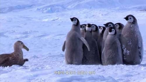 새끼펭귄을 구하러온 남극 일짱 아델리 펭귄