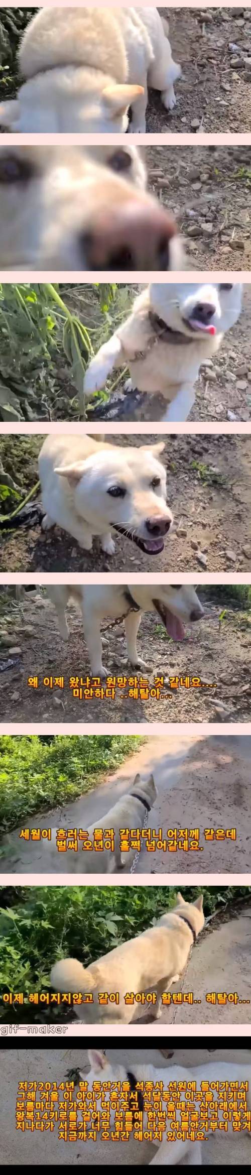 [스압] 5년만에 원주인 만난 진돗개 반응...jpg