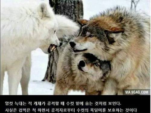 늑대 부부가 함께 싸우는 방법.jpg