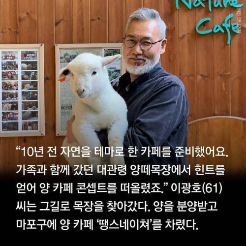 양카페에서 양 목욕시키는법.jpg