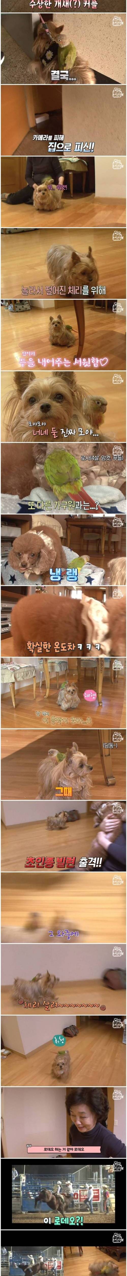 [스압] 어부바 중독 개새 커플.jpg