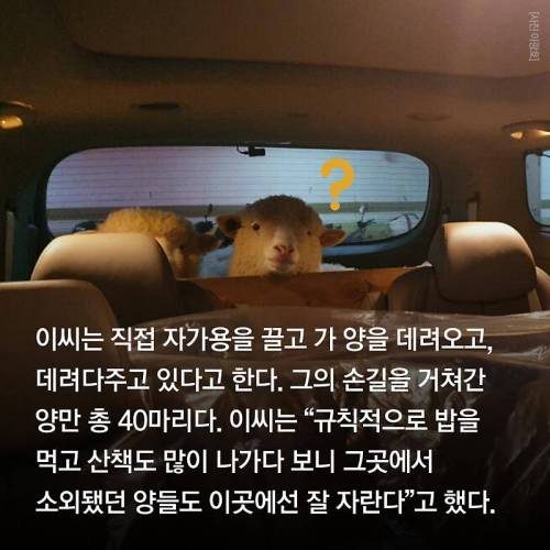 양카페에서 양 목욕시키는법.jpg