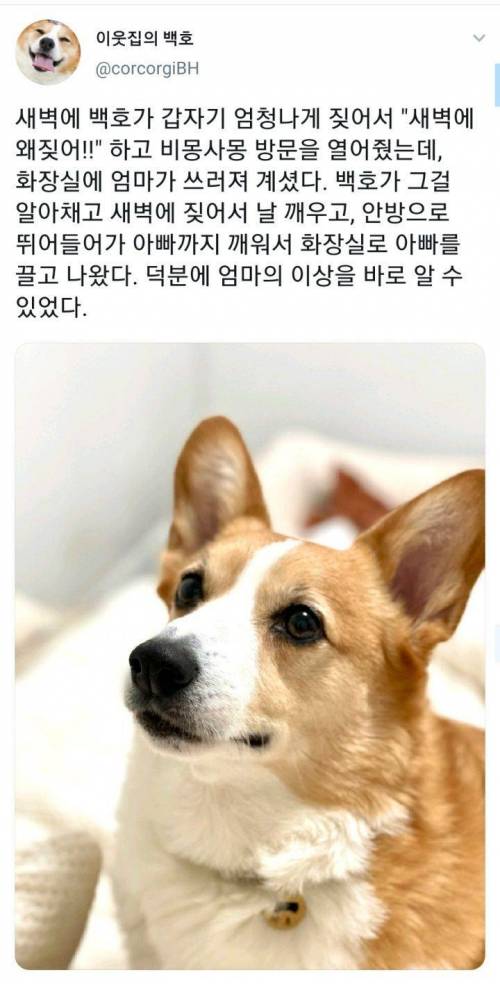 새벽에 갑자기 엄청나게 짖었던 댕댕이...jpg