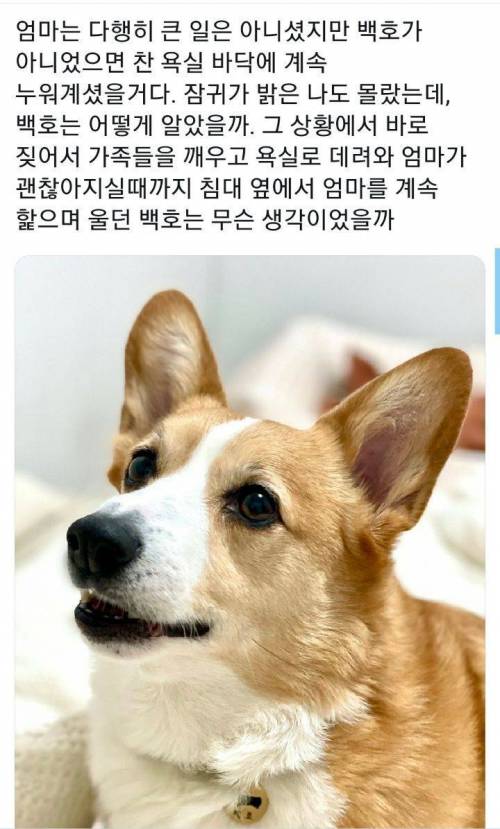 새벽에 갑자기 엄청나게 짖었던 댕댕이...jpg