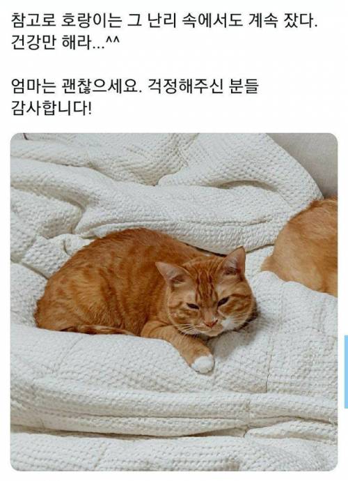 새벽에 갑자기 엄청나게 짖었던 댕댕이...jpg