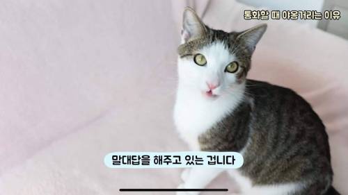 고양이가 전화할 때 옆에 와서 야옹 거리는 이유.jpg