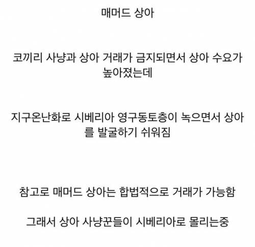 요즘 코끼리 상아 대체제로 사용중인 것.jpg