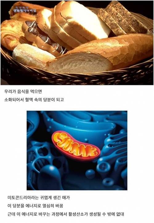 과식하면 빨리 늙는 이유.jpg