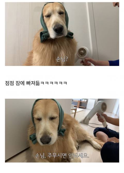 [스압] 드라이기 싫어하는 반려동물 꿀팁