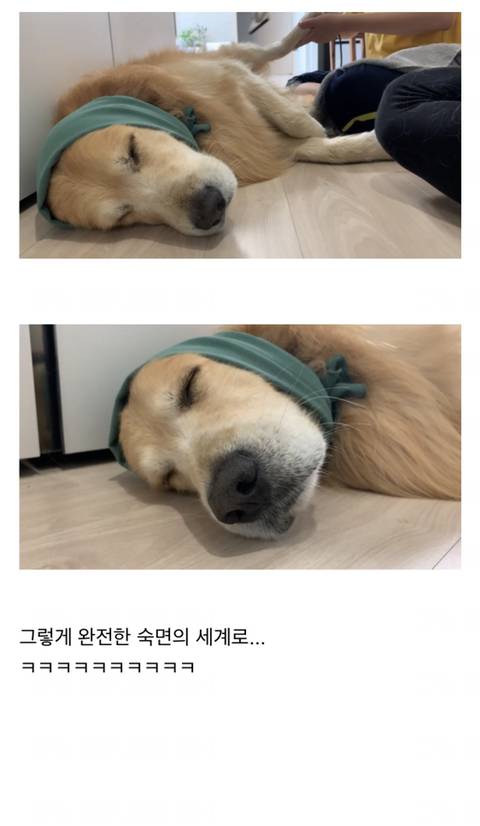 [스압] 드라이기 싫어하는 반려동물 꿀팁