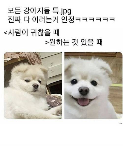 모든 강아지들 특징.jpg