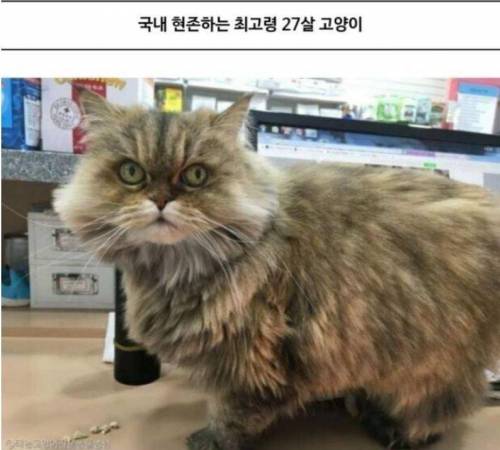 국내 최고령 고양이의 장수비결.jpg