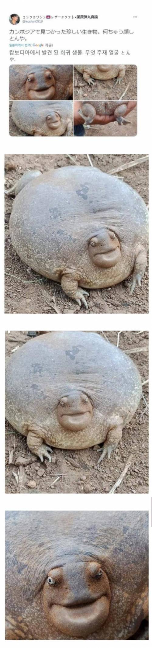 캄보디아에서 발견 된 희귀한 생물.jpg