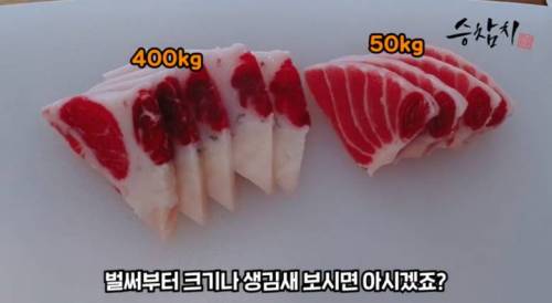 400kg급 참치 vs 50kg급 참치 배꼽살 비교.jpg