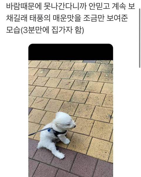 태풍의 매운맛을 느낀 강아지.jpg