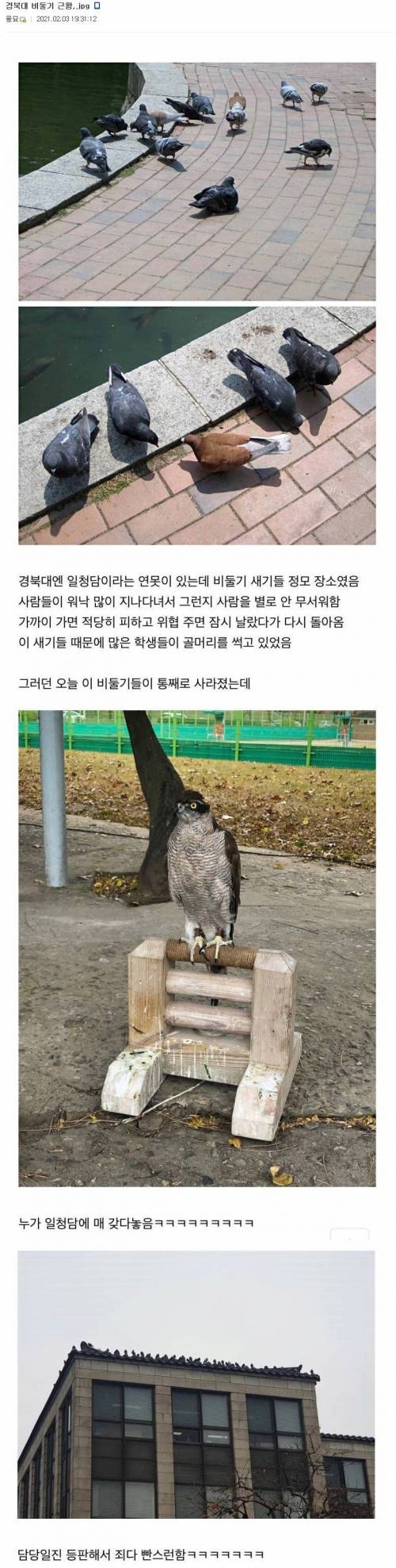 경북대의 비둘기 퇴치법.jpg